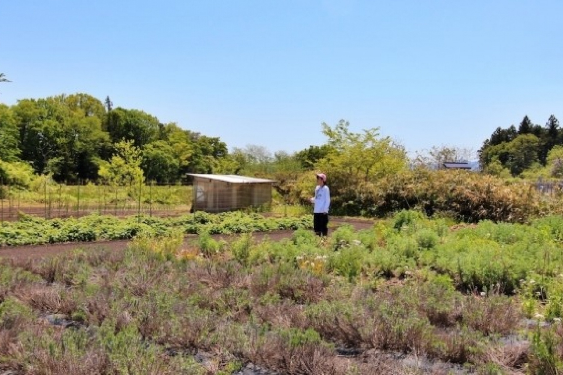 金ケ崎薬草酒造
